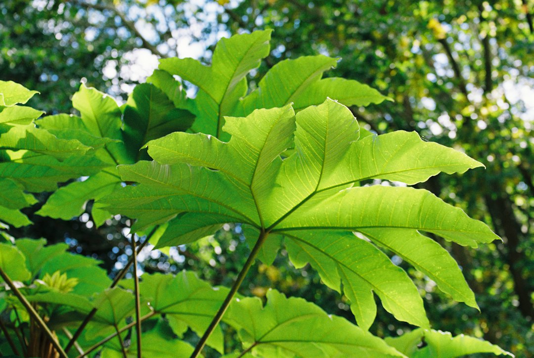 자연산산삼 참고 이미지 2